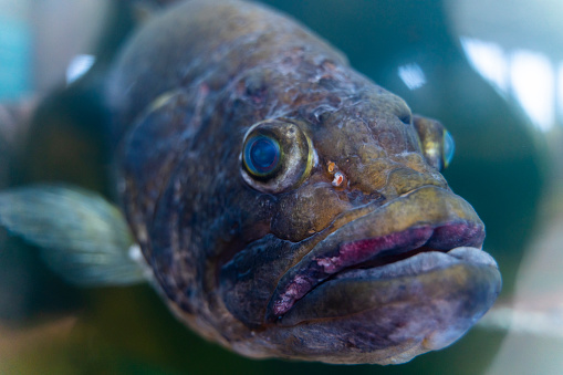 Largemouth Bass swimming in the fish tank, close-up.