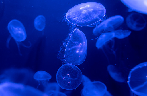 Jellyfish night lights swimming in the dark aquarium.