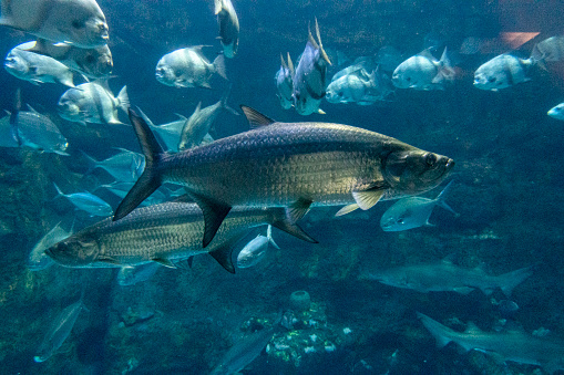 Big Atlantic Tarpon, swimming in the fish tank, among other fish.