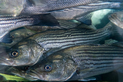 Atlantic Striped Bass  swimming in the aquarium close-up.