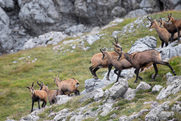 Young chamois enjoy the new life in the Alps (Rupicapra Carpatica) Chamois - Animal, Switzerland, Animal, Animal Themes, Mountain alpine chamois rupicapra rupicapra rupicapra stock pictures, royalty-free photos & images