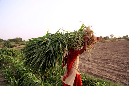 Rear view of female farmer carrying sorghum crop bundle on her head use as animal food rear view landscape portrait outdoor in field during summer season.