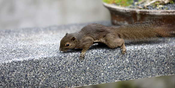 Squirrel in the botanical garden in Singapore