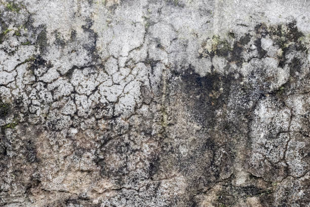 istock Damaged old dirty concrete wall with moss and destruction 1426652320