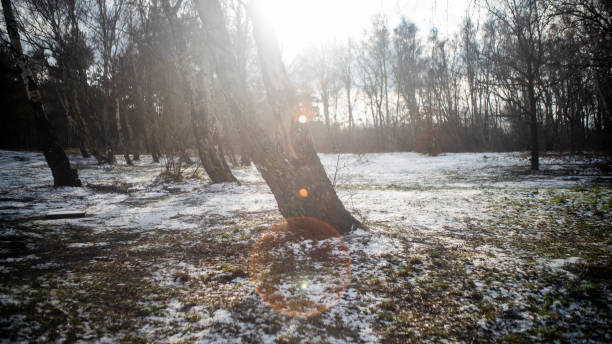 The forest on the Baltic seashore with Birch trees in winter time.