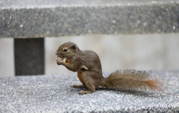 istock Squirrel in the botanical garden in Singapore 1426654676