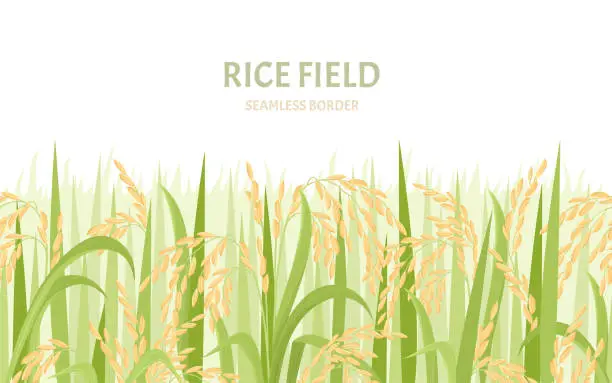 Vector illustration of Rice field background. Cereal plants seamless pattern. Vector cartoon illustration of paddy  harvest.