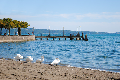 Summer view of the pier with swans of Trevignano Romano on Lake Bracciano in central Italy.