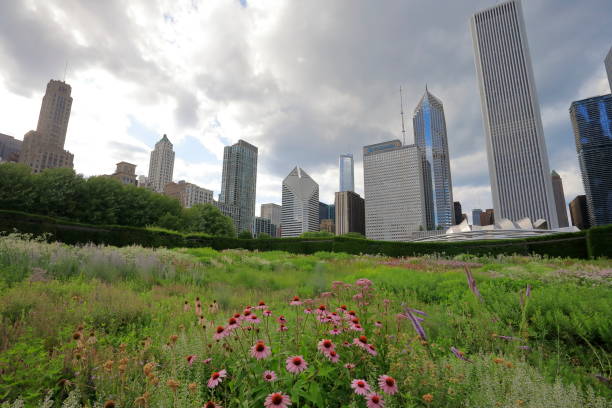 Chicago downtown cityscape, Lurie Garden Lurie Garden is a 2.5-acre garden located at the southern end of Millennium Park in the Loop area of Chicago in Cook County, Illinois, United States. Designed by GGN, Piet Oudolf, and Robert Israel, it opened on July 16, 2004. lurie stock pictures, royalty-free photos & images