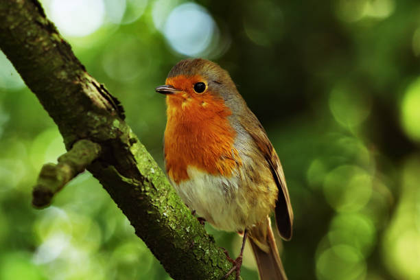 istock A Robin Redbreast in the forest - Lomo effect 1426657440