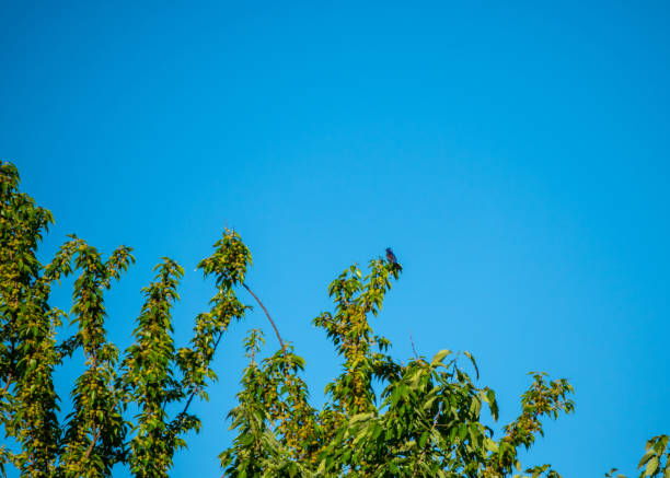The blue grosbeak high in the distant treetop looks handsome and distinguished against the bright blue sky. It sits proud and strong on the green tree branch.