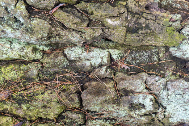 istock bark of an old tree, pine with relief structure. 1426658644