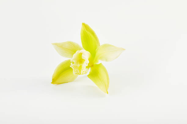 istock Cymbidium orchid flower on white background 1426660100