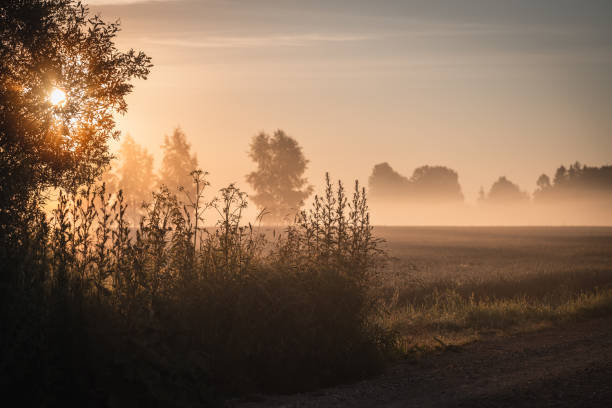istock Sunrise through the treetops and mist across the meadow 1426661150