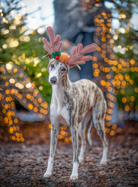 Greyhound / Whippet bitch with reindeer antlers for Christmas stock photo