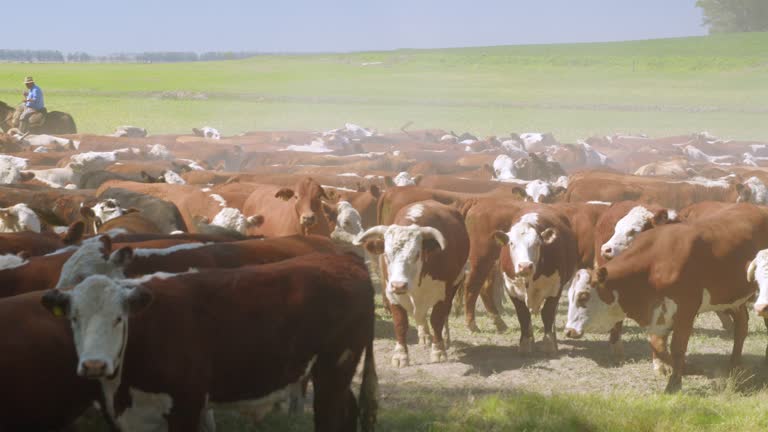 Cowboys collecting cattle