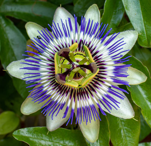 istock Top down view of a passion flower 1426663679