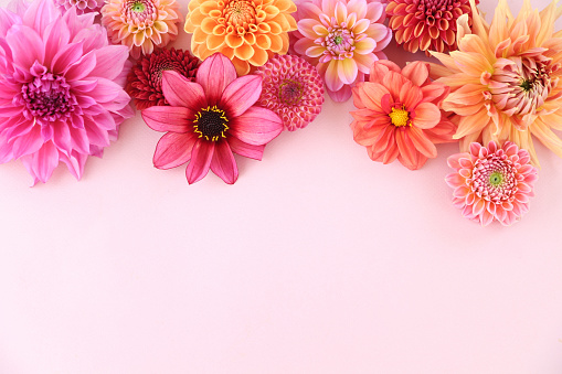 Pink flower with pink background and copy space