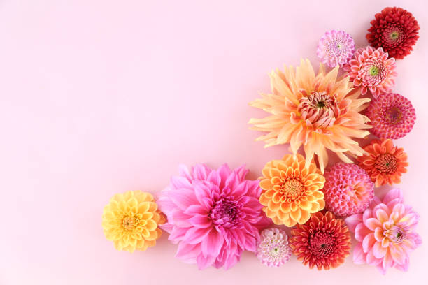 istock Dahlia arrangement 1426664291