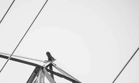 Crow on top of a pylon