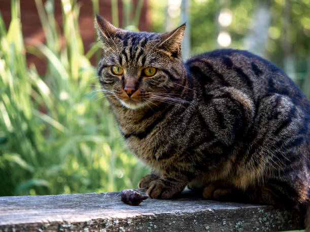 изображение кошки, которая поймала мышь. - domestic cat gray kitten paw стоковые фото и изображения