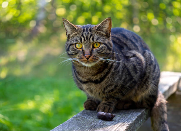 istock Image of a cat that caught a mouse. 1426664816