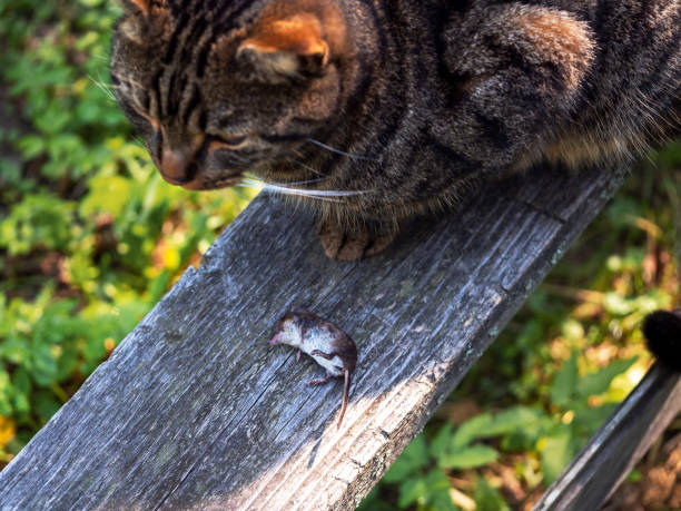 Cat playing with little gerbil mouse on the table.  Russia.
