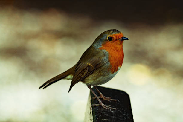 istock A Robin Redbreast in the forest - Lomo effect 1426666336