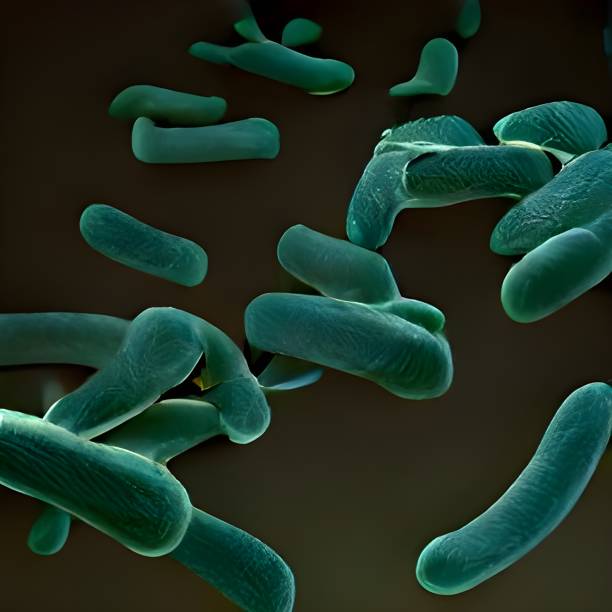 istock Microscopic view of bacteria. 3d illustration 1426667376