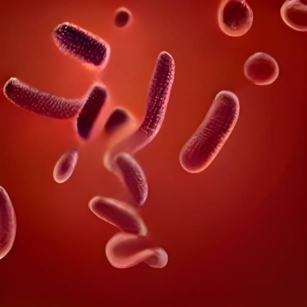 istock Escherichia Coli (E. Coli.) cells or bacteria under microscope 1426667448