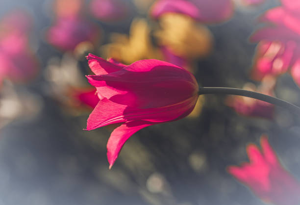 istock Tulips in garden in springtime 1426667912
