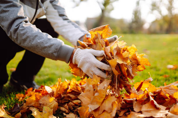 Man cleans the autumn park from yellow leaves. stock photo