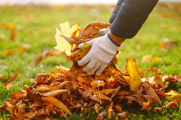 istock Man cleans the autumn park from yellow leaves. 1426668624