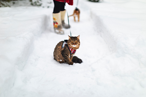 Young adult woman walking with cats in winter