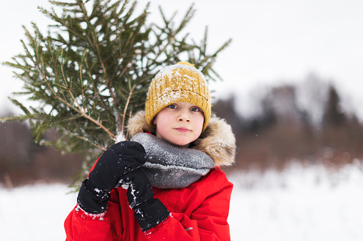Little boy taking fir tree for Christmas from forest