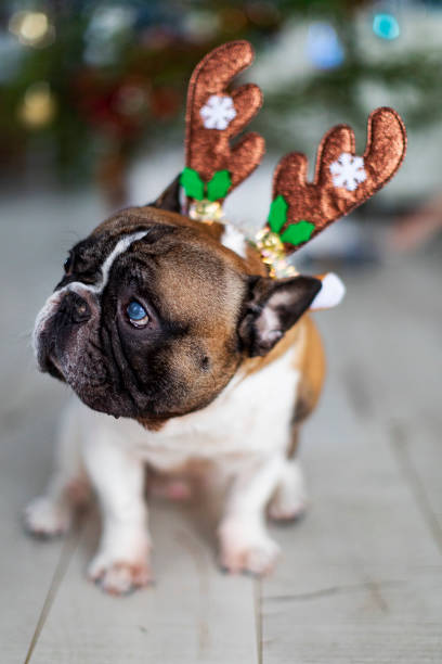 French bulldog in Costume Reindeer Antlers with Christmas tree at background