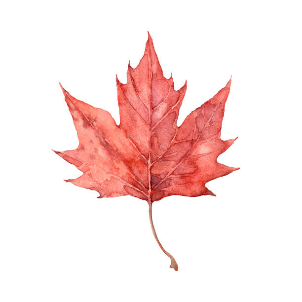 stockillustraties, clipart, cartoons en iconen met watercolor autumn red maple leaf. isolated hand drawn illustration. - herfst nederland