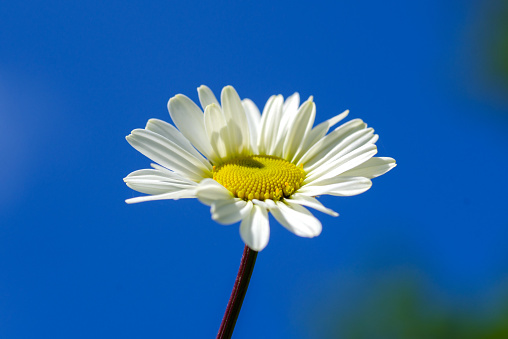 closeup of a wild daisy flower