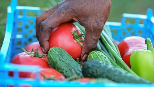 istock Black farmer hand takes ripe red tomato from blue box 1426672204