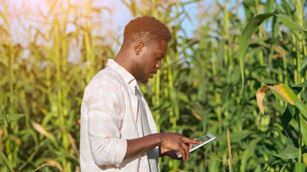 istock African American man enters information about corn harvest 1426672214