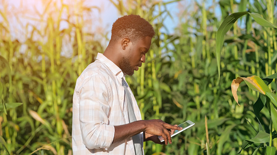 African American man enters important information about corn harvest in phone examining plants. Bearded farmer types report about corns on field, sunlight