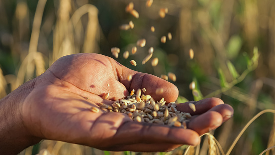 Black man hand gathers falling wheat grains against blurry planted field at sunlight. African American agriculturist shows harvest on wheat plantation