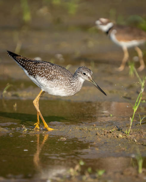 istock Yellow legs wading bird at Huntley Meadows Park 1426675465