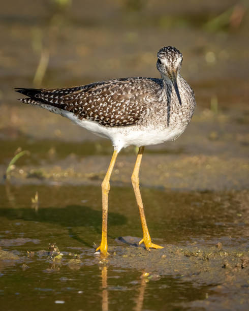 istock Yellow legs wading bird at Huntley Meadows Park 1426675467
