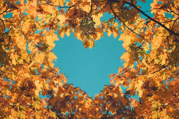 istock Autumn fall the best and the highest quality image 1426676512