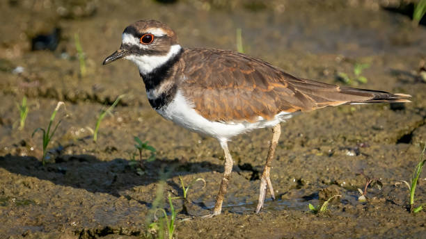 istock Killdeer looking for food at Huntley Meadows Park 1426676516