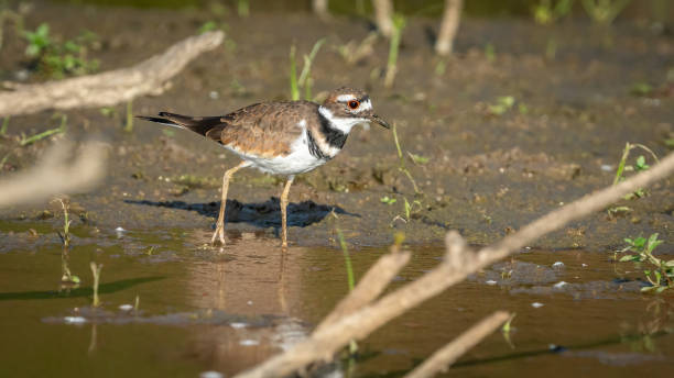istock Killdeer looking for food at Huntley Meadows Park 1426676520