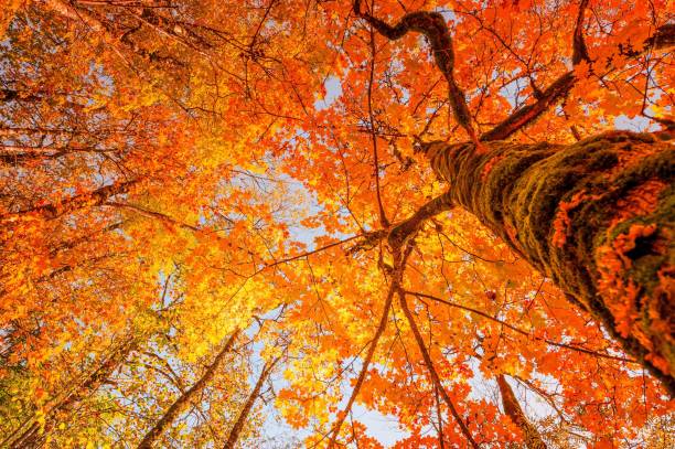 istock Autumn fall the best and the highest quality image 1426676539