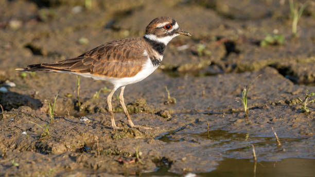 istock Killdeer looking for food at Huntley Meadows Park 1426676571