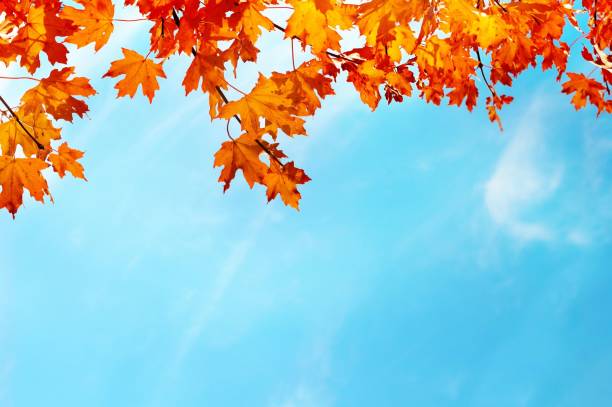 istock Autumn fall the best and the highest quality image 1426676600